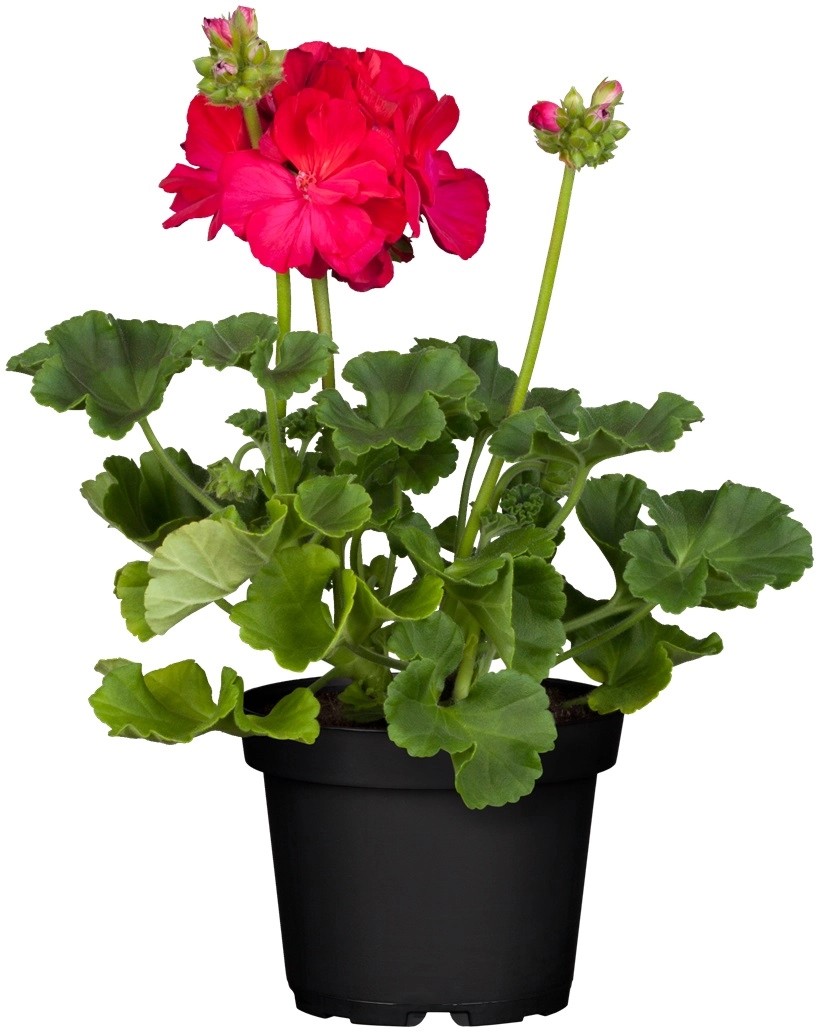 Stehende Geranie Pelargonium Topf Cm Kaufen Bei Obi