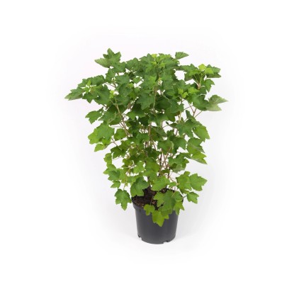 Ribes «Rosalinn» Ribes «Rosalinn»