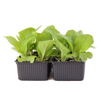 Chinakohl Bio 12er Schale Chinakohl Bio 12er Schale