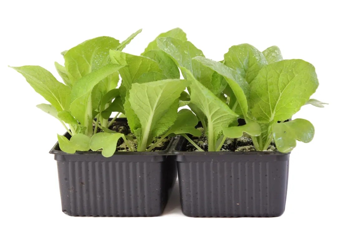 Chinakohl Bio 12er Schale Chinakohl Bio 12er Schale