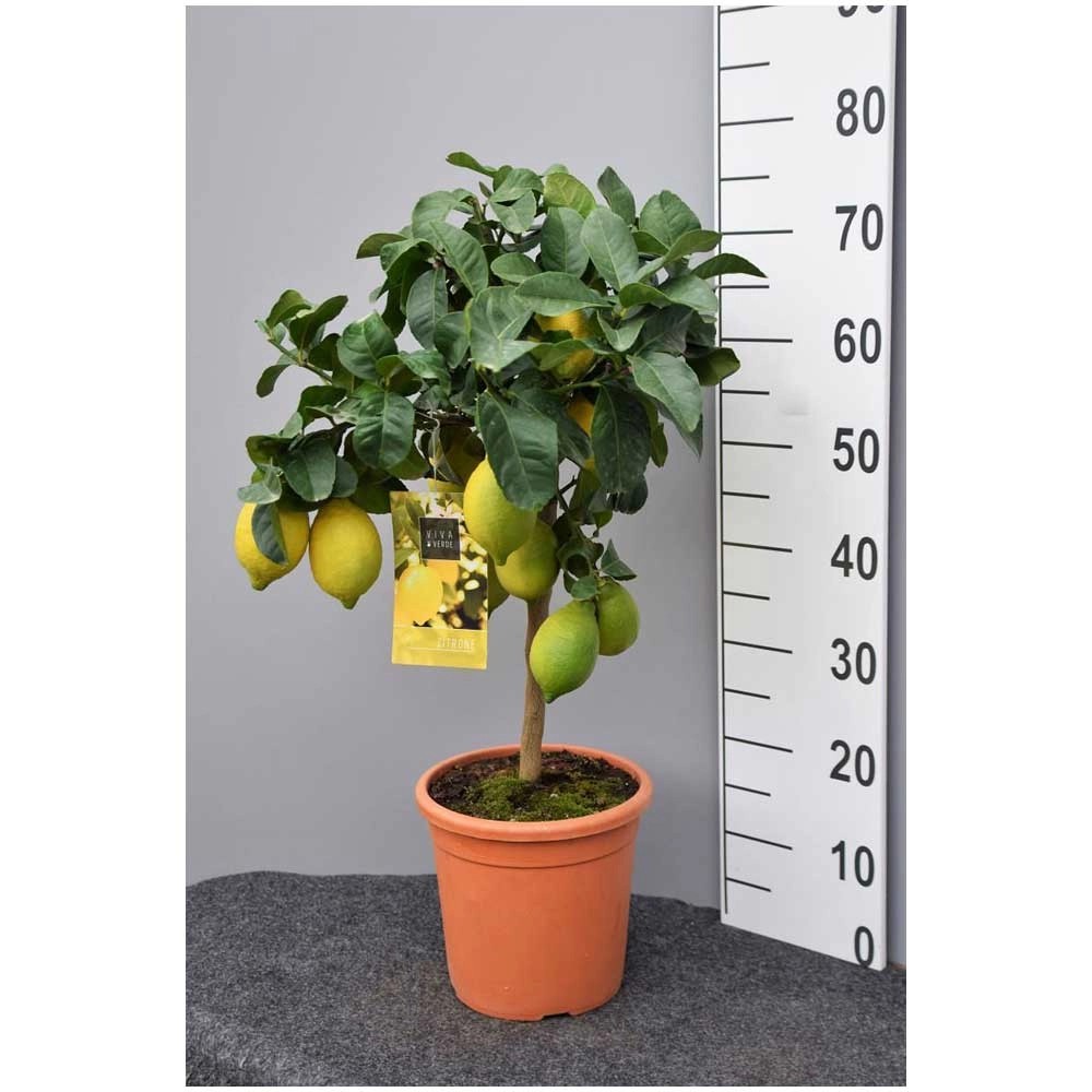 Zitronen Stamm Citrus lemon Topf Ø 20 cm Höhe 60 80 cm kaufen bei OBI