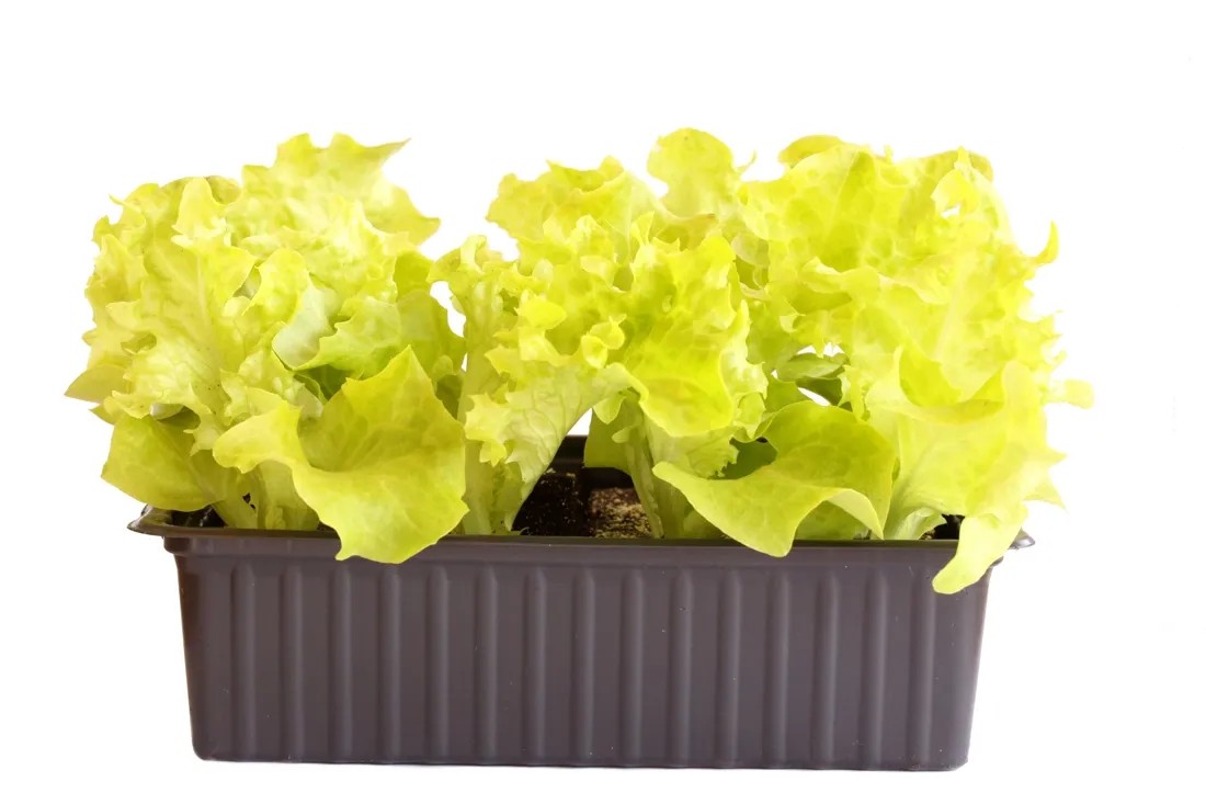 Lollo Bionda Bio 12er-Schale Lollo Bionda Bio 12er-Schale