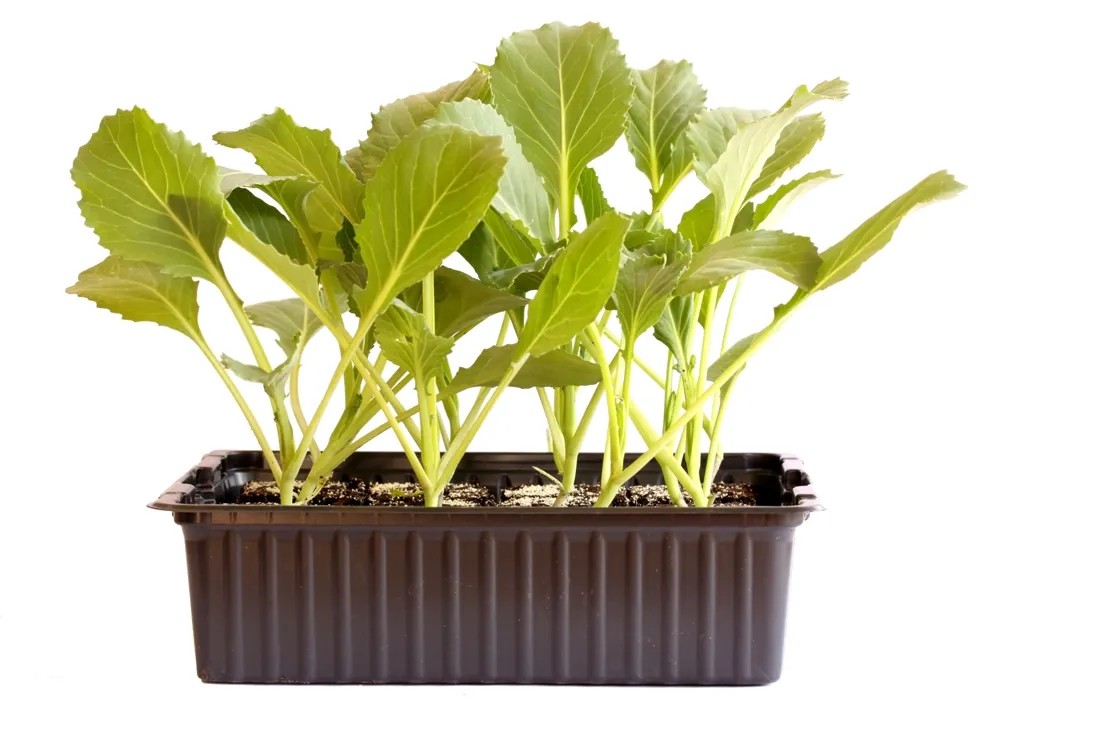 Kabis Weiss Bio 12er-Schale Kabis Weiss Bio 12er-Schale