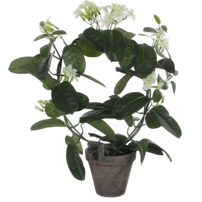 Mica Decorations Kunstpflanze Stephanotis Weiss Topf Ø 40 cm / Höhe 50 cm Mica Decorations Kunstpflanze Stephanotis Weiss Topf Ø 40 cm / Höhe 50 cm