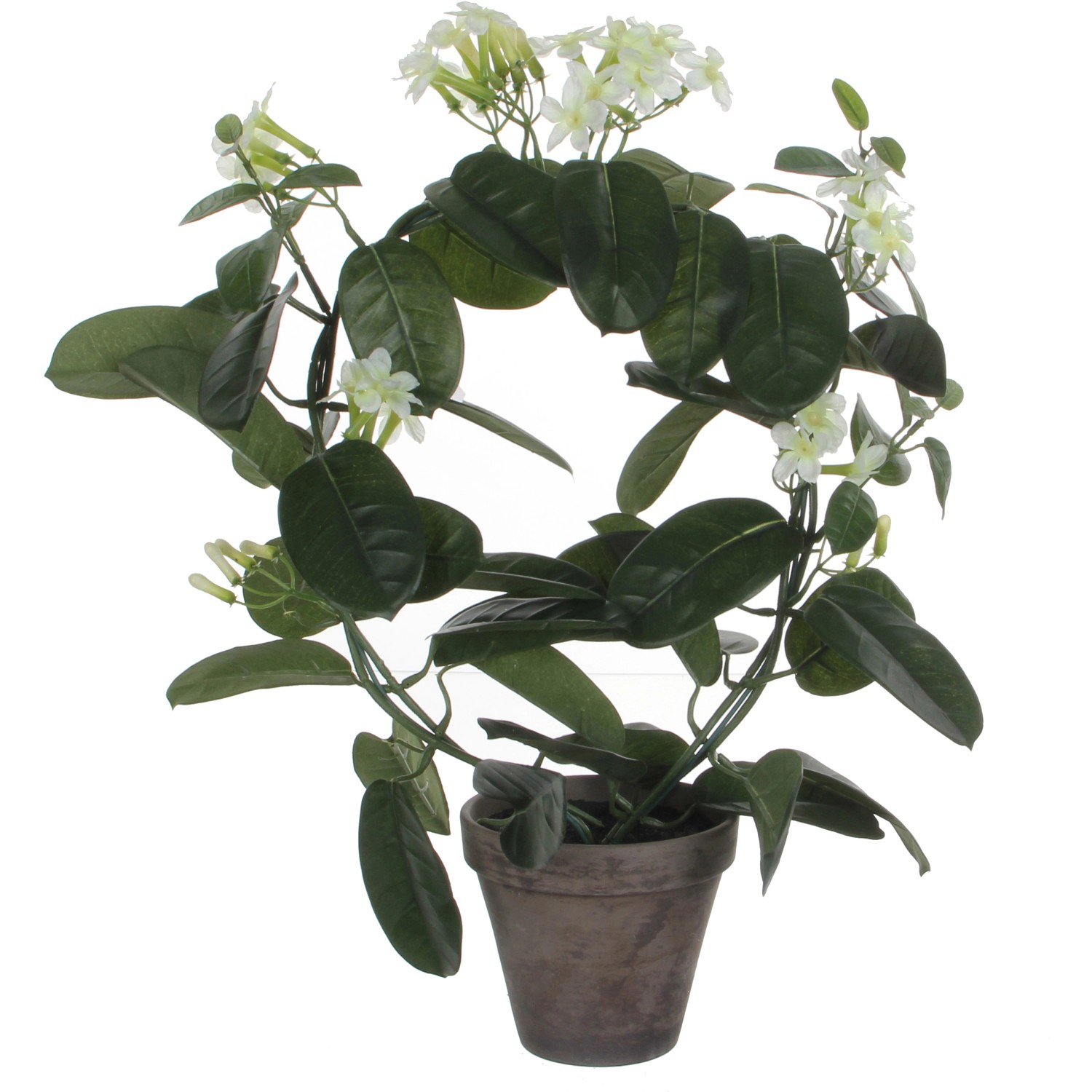 Mica Decorations Kunstpflanze Stephanotis Weiss Topf Ø 40 cm / Höhe 50 cm Mica Decorations Kunstpflanze Stephanotis Weiss Topf Ø 40 cm / Höhe 50 cm