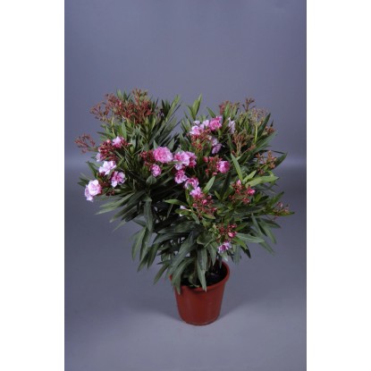 Oleander Nerium oleander Busch Bicolor Topf Ø 20 cm kaufen bei OBI