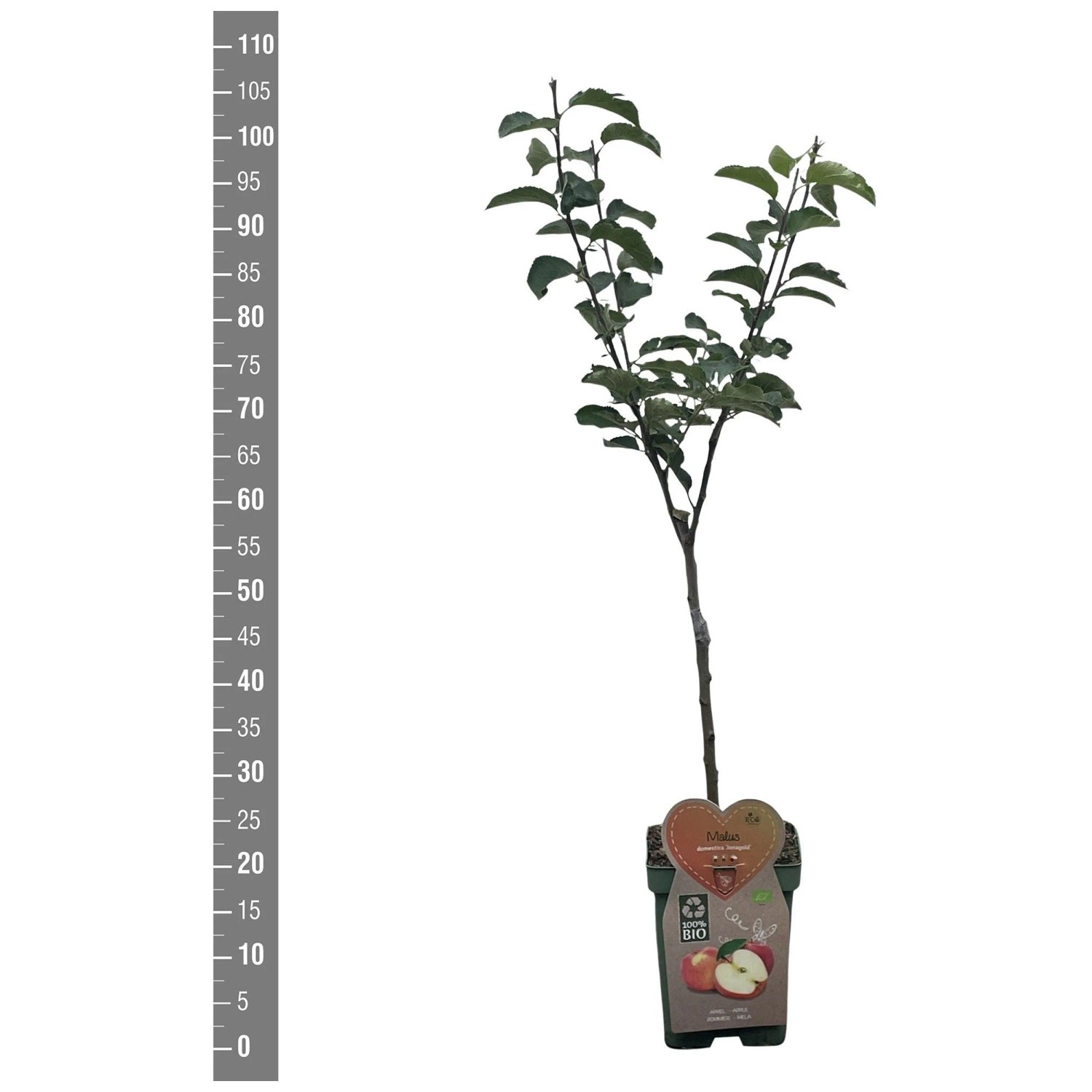 Melo bio Jonagold Malus domestica vaso Ø 18 x 115 cm Melo bio Jonagold Malus domestica vaso Ø 18 x 115 cm