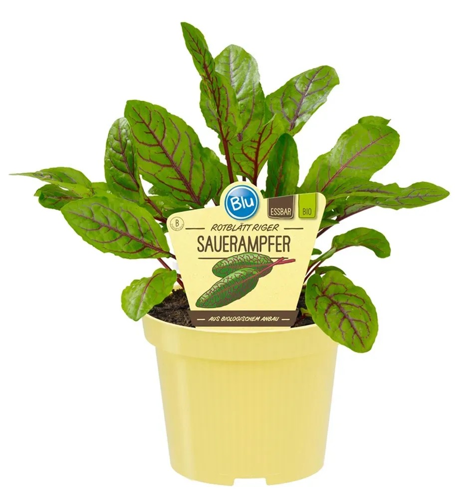 Blu Oseille Pot Ø env. 11 cm Rumex Blu Oseille Pot Ø env. 11 cm Rumex