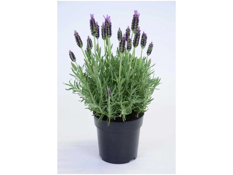 Schopf Lavendel Lavandula Stoechas Lusitanica Topf Cm H He Ca