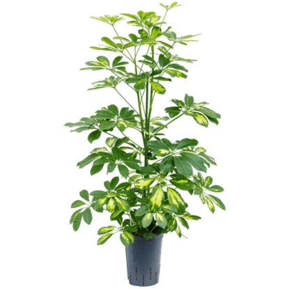 Hydropflanze Scheffleria Gold Capella Topf Ø 15 cm / Höhe 80 - 90 cm Hydropflanze Scheffleria Gold Capella Topf Ø 15 cm / Höhe 80 - 90 cm