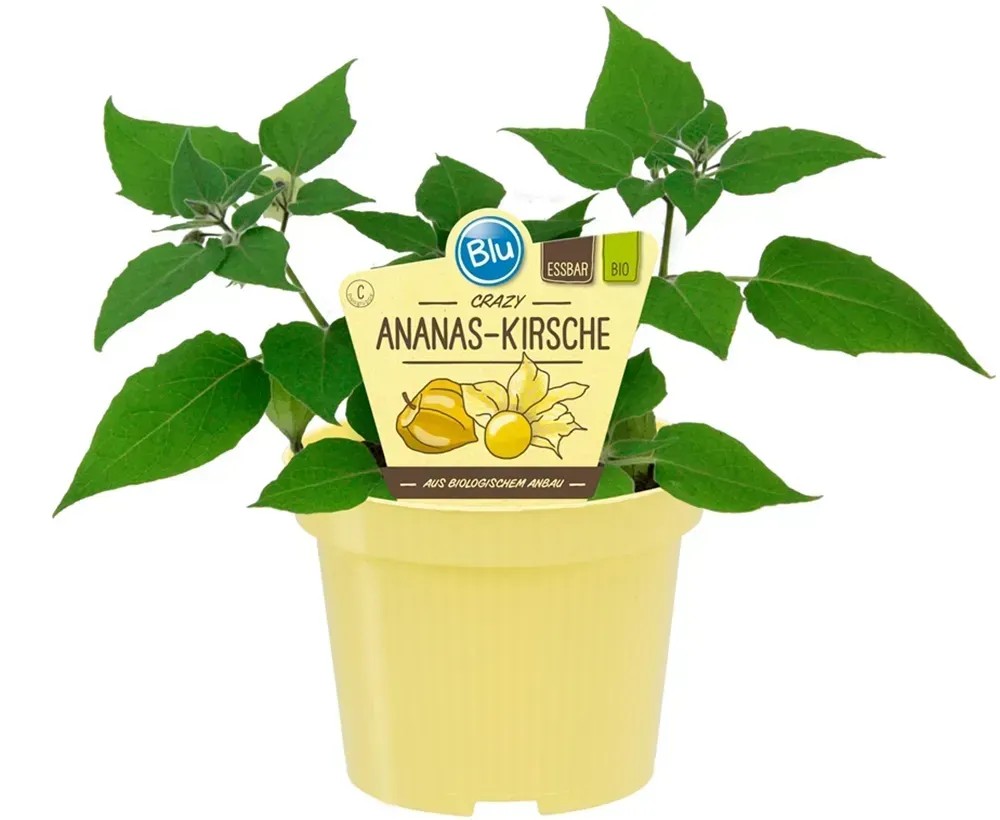 Cerise ananas bio Pot-Ø env. 12 cm Physalis Cerise ananas bio Pot-Ø env. 12 cm Physalis
