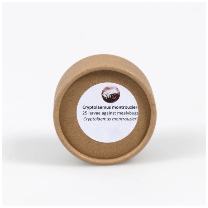 Andermatt Biogarten Cryptolaemus Marienkäferlarven 25 Stk. Andermatt Biogarten Cryptolaemus Marienkäferlarven 25 Stk.