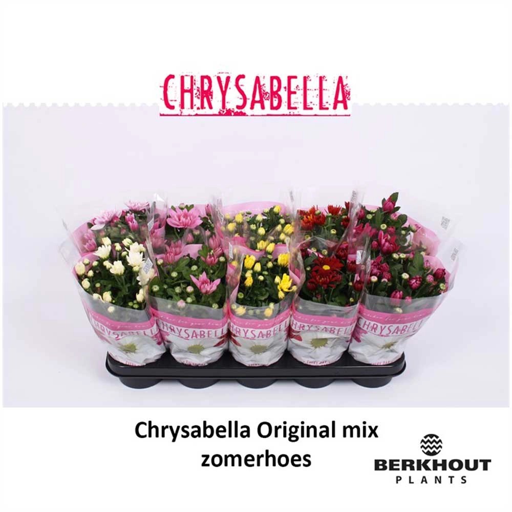 Chrysanthemen Mix verschiedene Farben Topf Ø 12 cm 1 Stk kaufen bei OBI