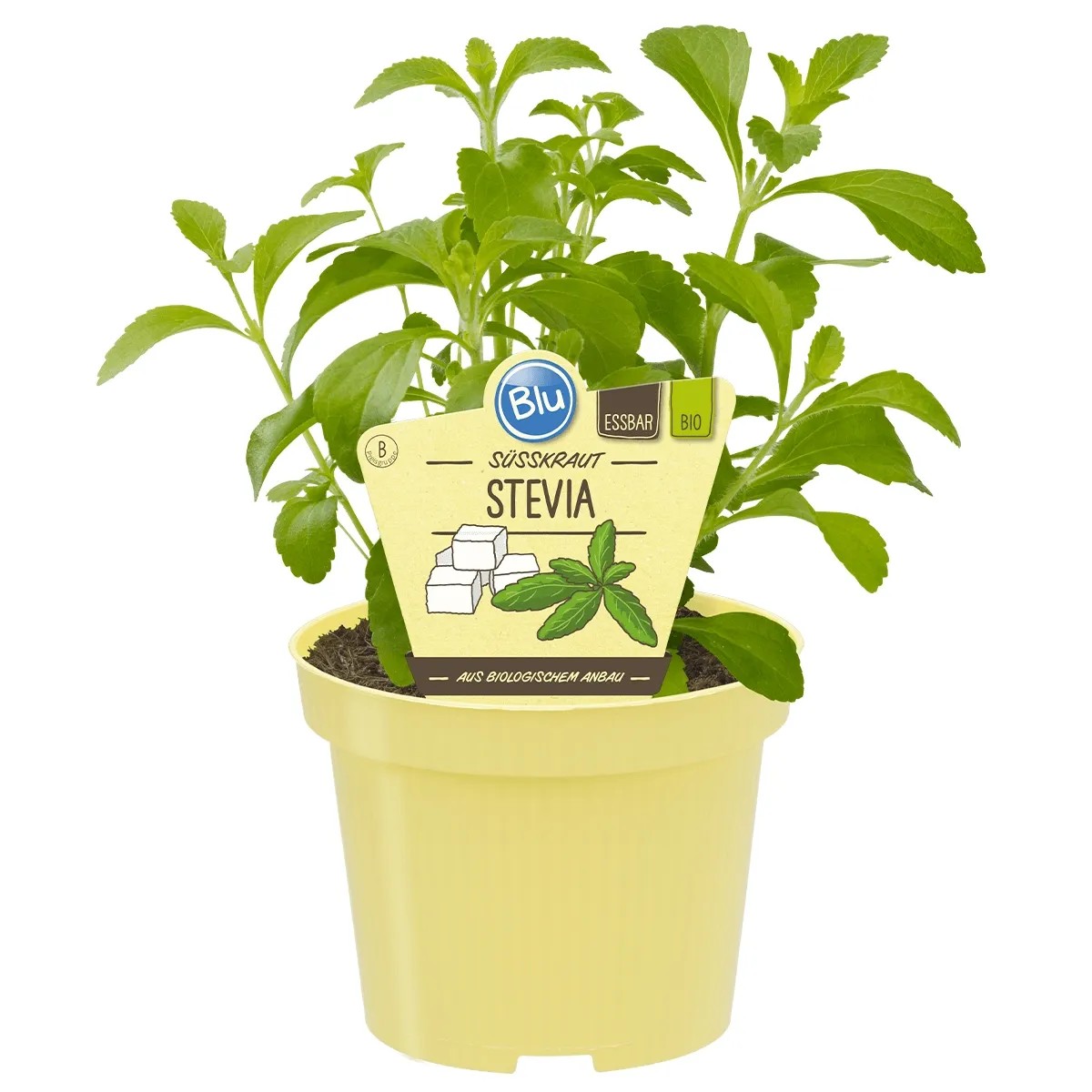Blu Herbes aromatiques Pot Ø env. 12 cm Stévia Blu Herbes aromatiques Pot Ø env. 12 cm Stévia
