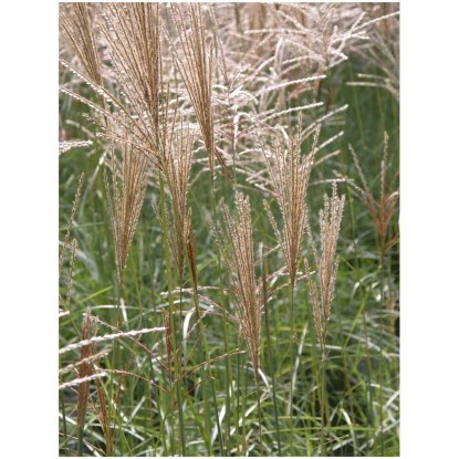 Chinaschilf Miscanthus Sinensis Kleine Font Ne Container L Kaufen Bei Obi