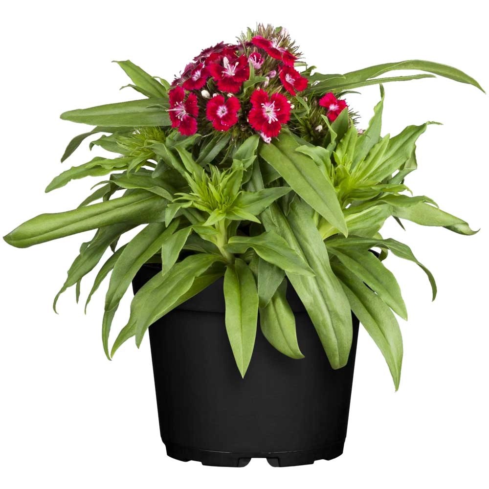 Grow By Obi Bartnelke Dianthus Barbatus Topf Cm Kaufen Bei Obi