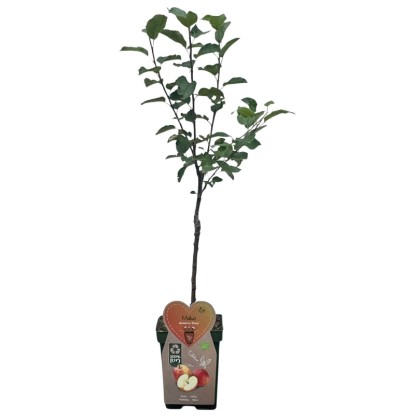 Melo bio Elstar Malus domestica vaso Ø 18 x 115 cm Melo bio Elstar Malus domestica vaso Ø 18 x 115 cm