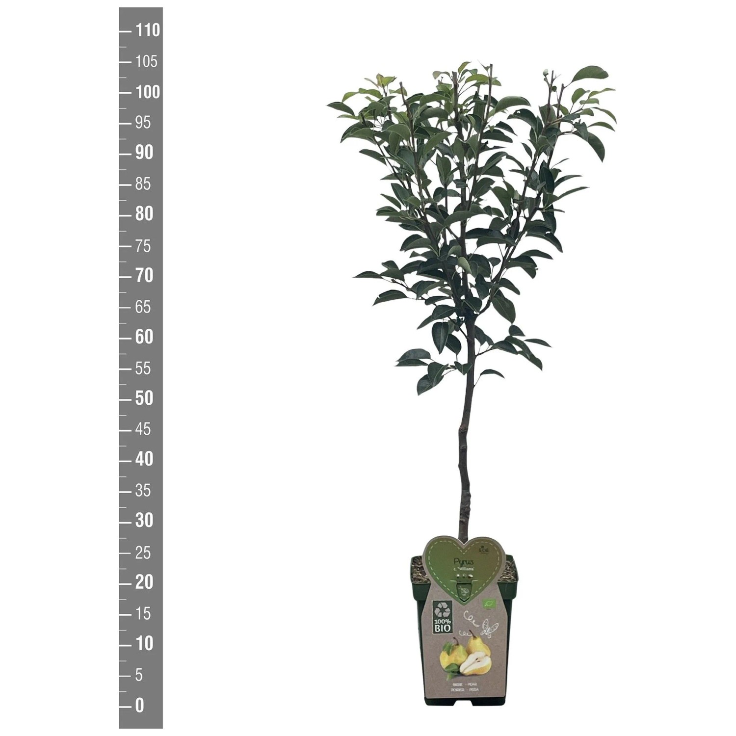 Pero bio Williams Pyrus communis vaso Ø 18 x 115 cm Pero bio Williams Pyrus communis vaso Ø 18 x 115 cm
