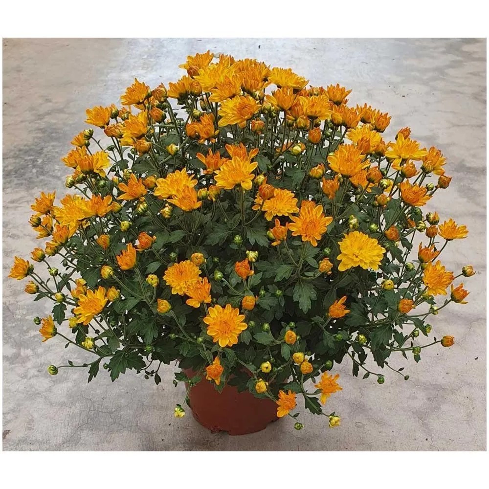 Chrysantheme Garden Mums Chysanthemum indicum Topf Ø 15 cm / 1 Stk. Chrysantheme Garden Mums Chysanthemum indicum Topf Ø 15 cm / 1 Stk.