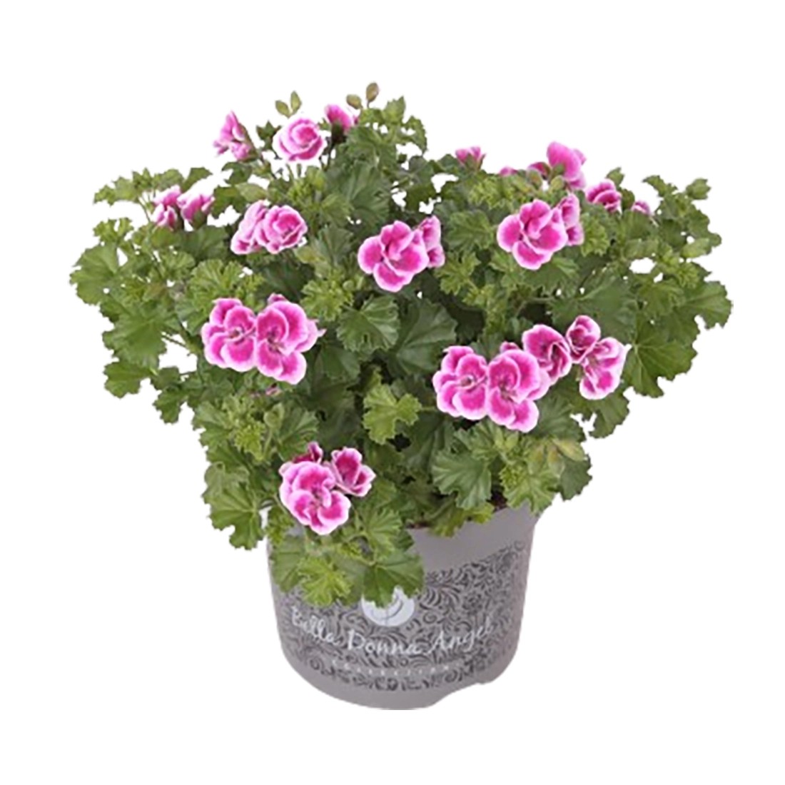 Edel Geranie Graziosa Pelargonium Topf Ø 12 cm kaufen bei OBI