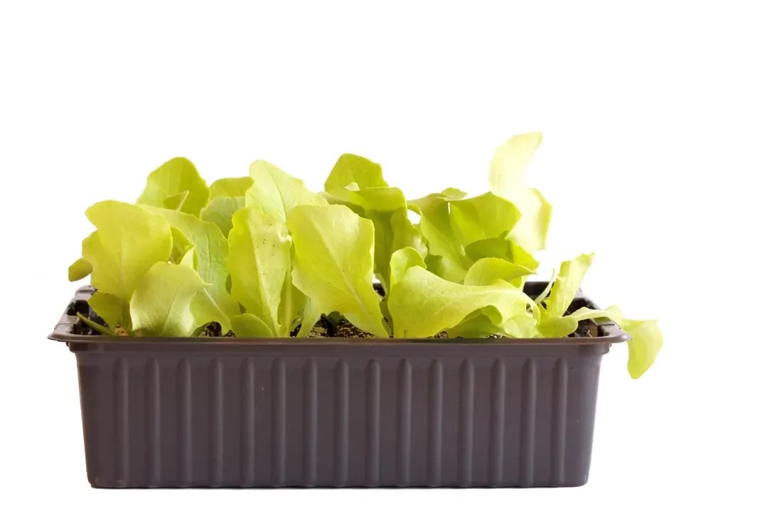 Bio-Kopfsalat Grün 12er-Schale Bio-Kopfsalat Grün 12er-Schale