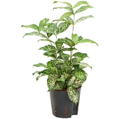 Fleur hydrophile dragonnier Dracaena pot Ø 15 cm / H 60 cm Fleur hydrophile dragonnier Dracaena pot Ø 15 cm / H 60 cm