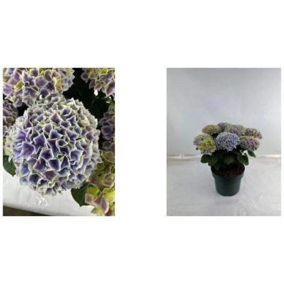 Hortensia Hydrangea Hi Diva pot Ø 23 cm Hortensia Hydrangea Hi Diva pot Ø 23 cm