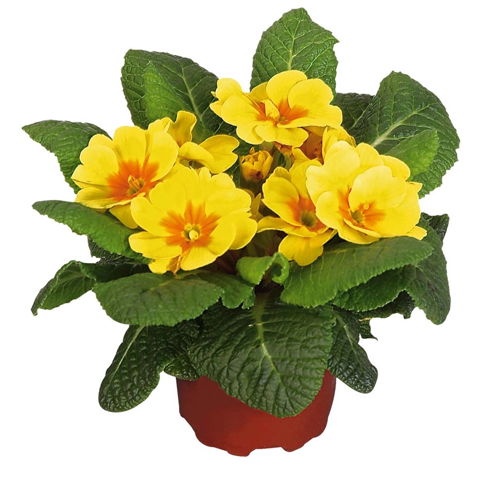 Kissen Primel Primula Verschiedene Farben Topf Cm Stk Kaufen