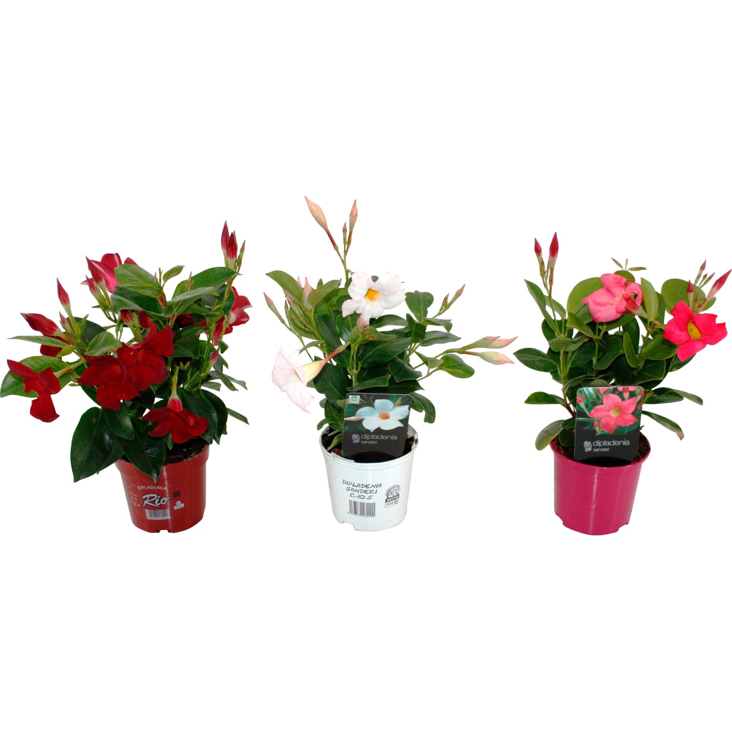 Grow By Obi Dipladenie Mandevilla Rot Topf Cm Stk Kaufen