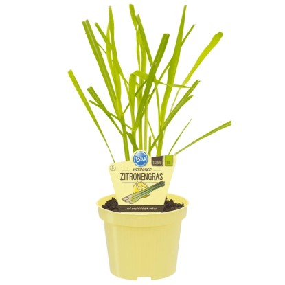 Blu Citronella in vaso - Ø circa 12 cm Cymbopogon Blu Citronella in vaso - Ø circa 12 cm Cymbopogon