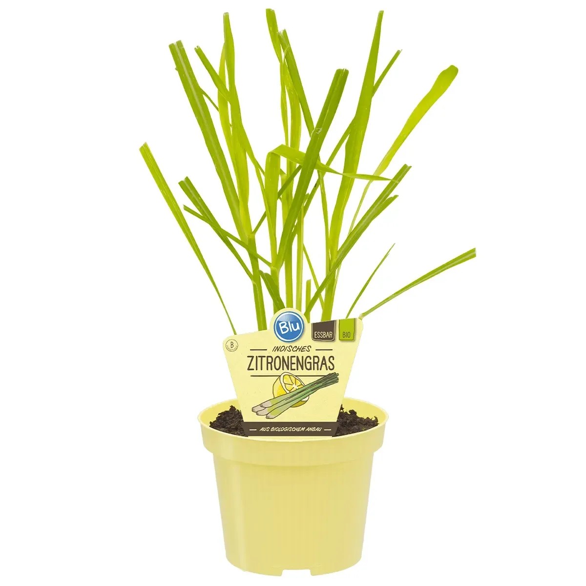 Blu Citronella in vaso - Ø circa 12 cm Cymbopogon Blu Citronella in vaso - Ø circa 12 cm Cymbopogon