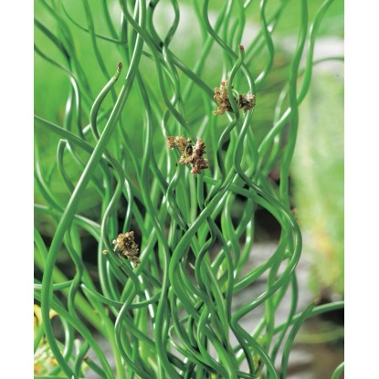 Billet tire-bouchon «Spiralis» Marron Pot Ø env. 9 cm Billet tire-bouchon «Spiralis» Marron Pot Ø env. 9 cm