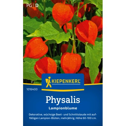 Kiepenkerl Alchechengi lanterna cinese Physalis alkekengi var. franchetii Kiepenkerl Alchechengi lanterna cinese Physalis alkekengi var. franchetii