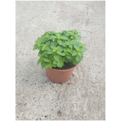 Basilikum griechisch Bio Topf Ø 13 cm Basilikum griechisch Bio Topf Ø 13 cm