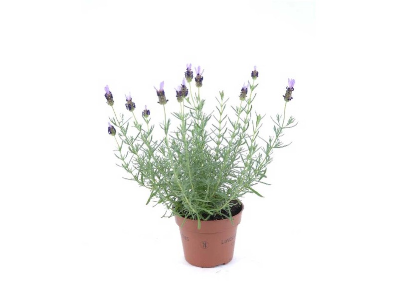 Schopf Lavendel Toscane Lavandula stoechas Topf Ø 12 cm kaufen bei OBI