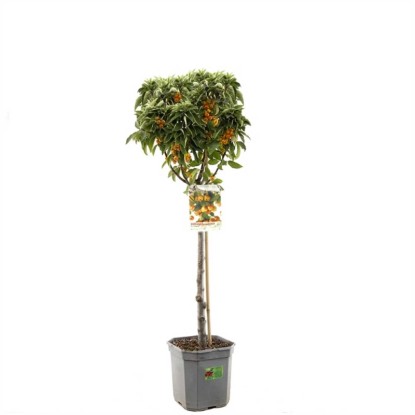Pommier ornemental nain Malus Pomzai pot 30 l / H 100 - 120 cm Pommier ornemental nain Malus Pomzai pot 30 l / H 100 - 120 cm
