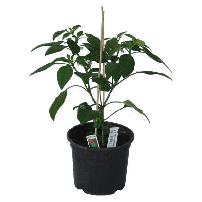 Paprika Topf Ø ca 9 cm Capsicum kaufen bei OBI