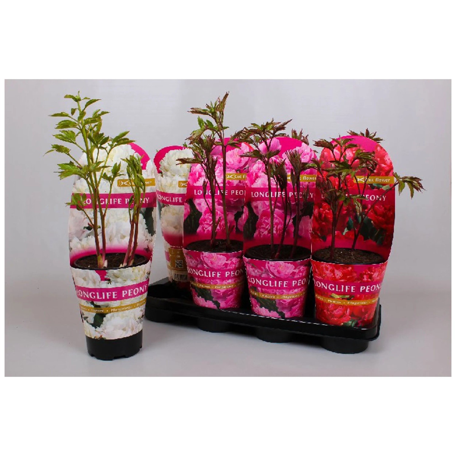 Pivoine de jardin Long Life Paeonia Pot Ø 13 cm / 1 pc Pivoine de jardin Long Life Paeonia Pot Ø 13 cm / 1 pc