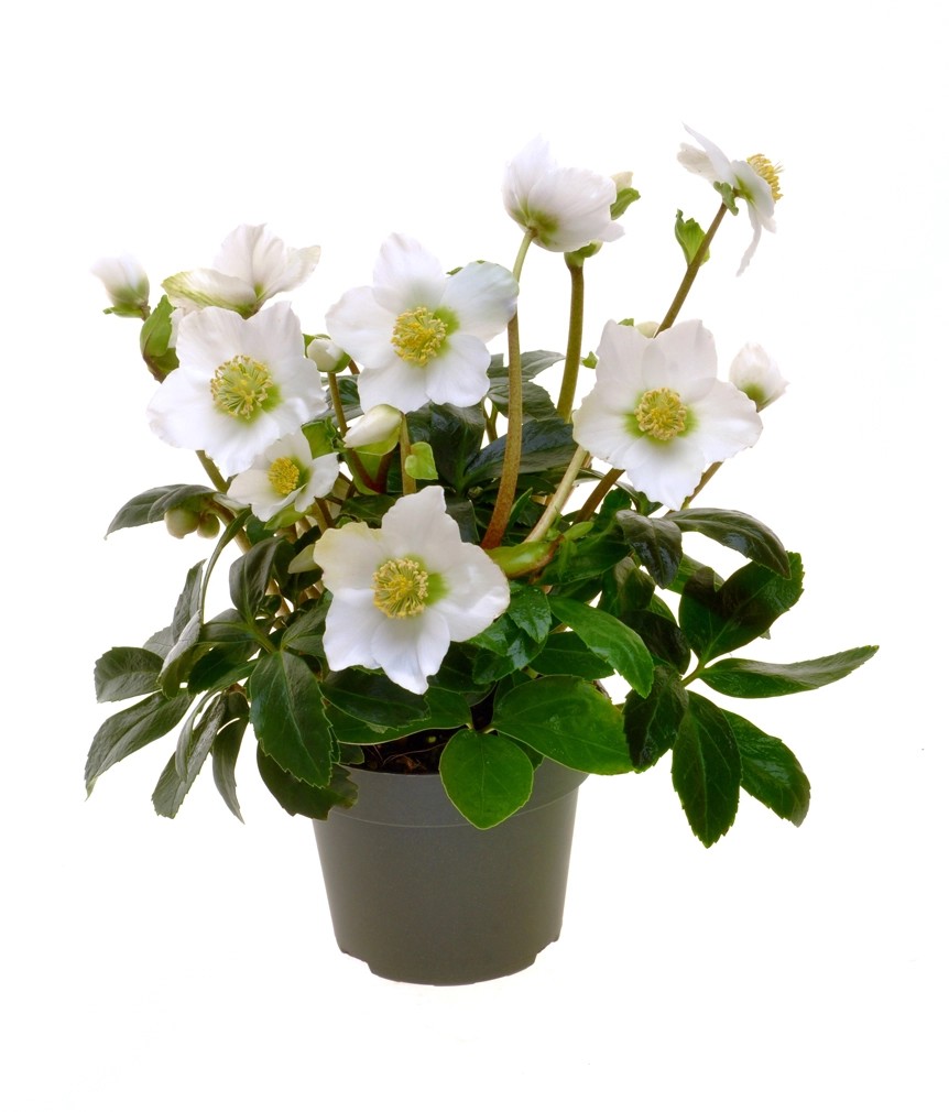 Christrose Christmas Star Helleborus niger Topf Ø 12 cm kaufen bei OBI