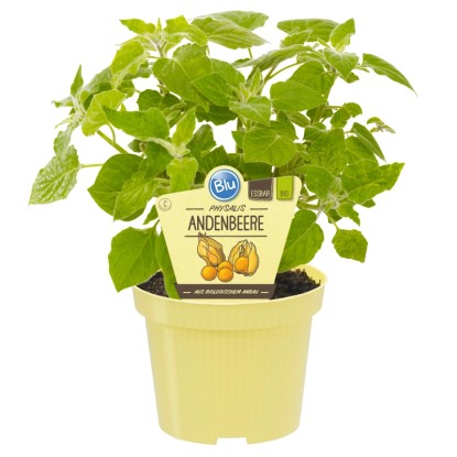 Myrtille des Andes Pot-Ø env. 12 cm Physalis Myrtille des Andes Pot-Ø env. 12 cm Physalis