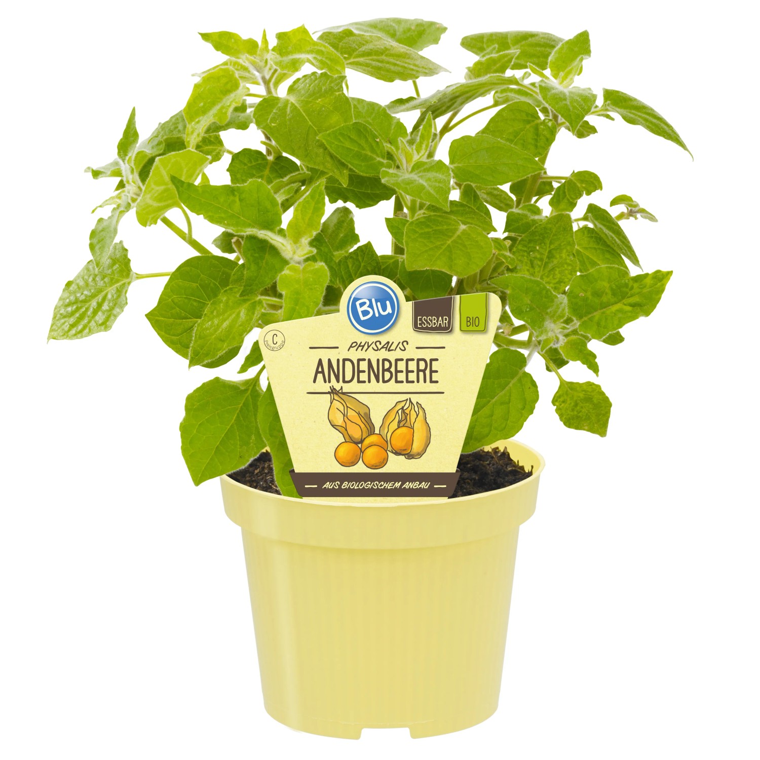Myrtille des Andes Pot-Ø env. 12 cm Physalis Myrtille des Andes Pot-Ø env. 12 cm Physalis