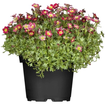 GROW by OBI Saxifraga arendsii T13 GROW by OBI Saxifraga arendsii T13