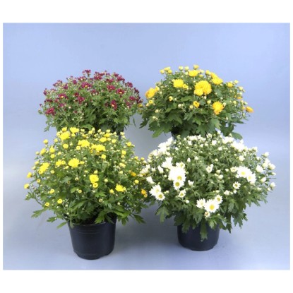 Chrysantheme assortiert Topf Ø ca. 25 cm / 1 Stk. Chrysantheme assortiert Topf Ø ca. 25 cm / 1 Stk.