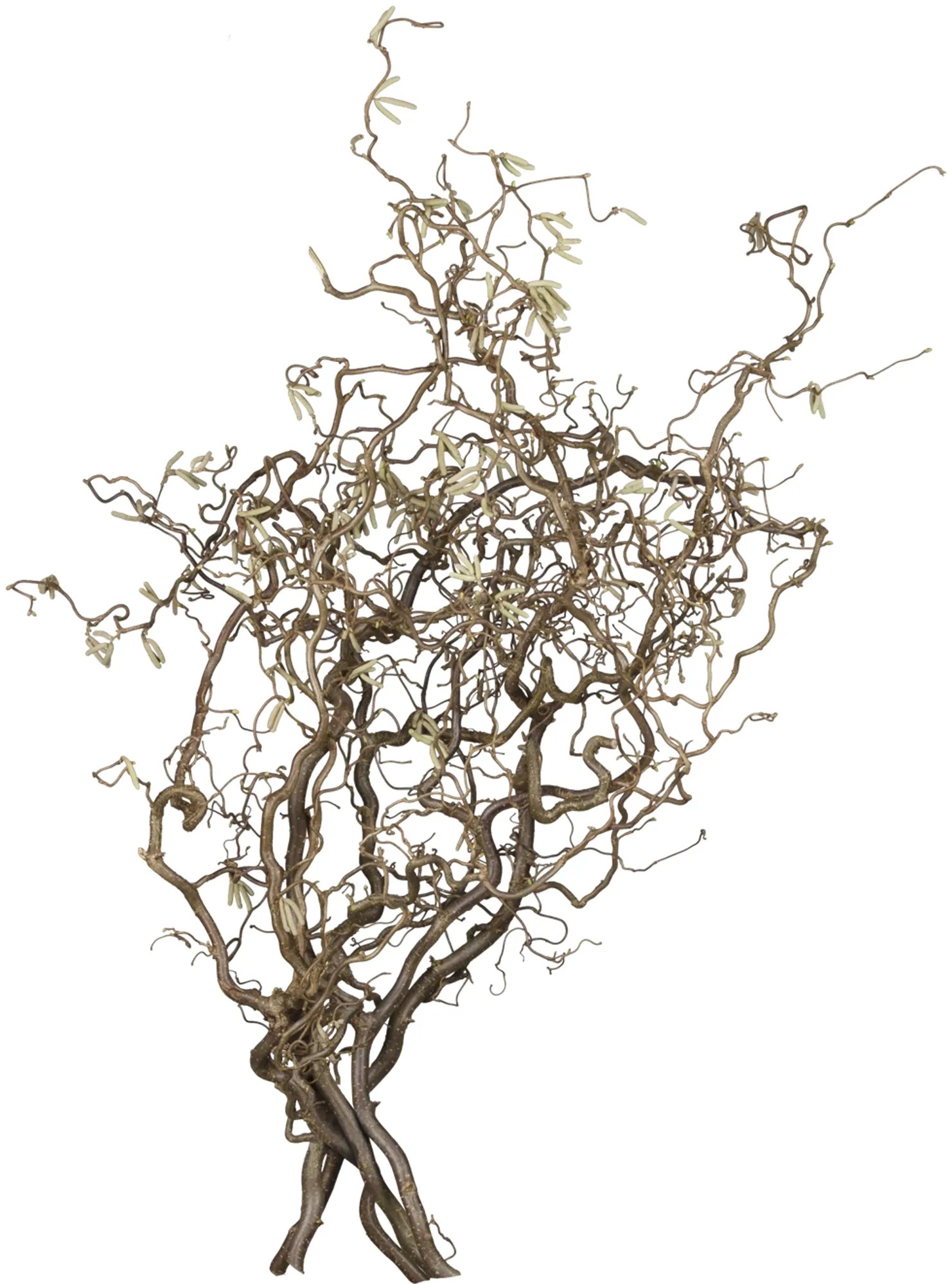 Fornello ca. 75 cm «Corylus» Fornello ca. 75 cm «Corylus»