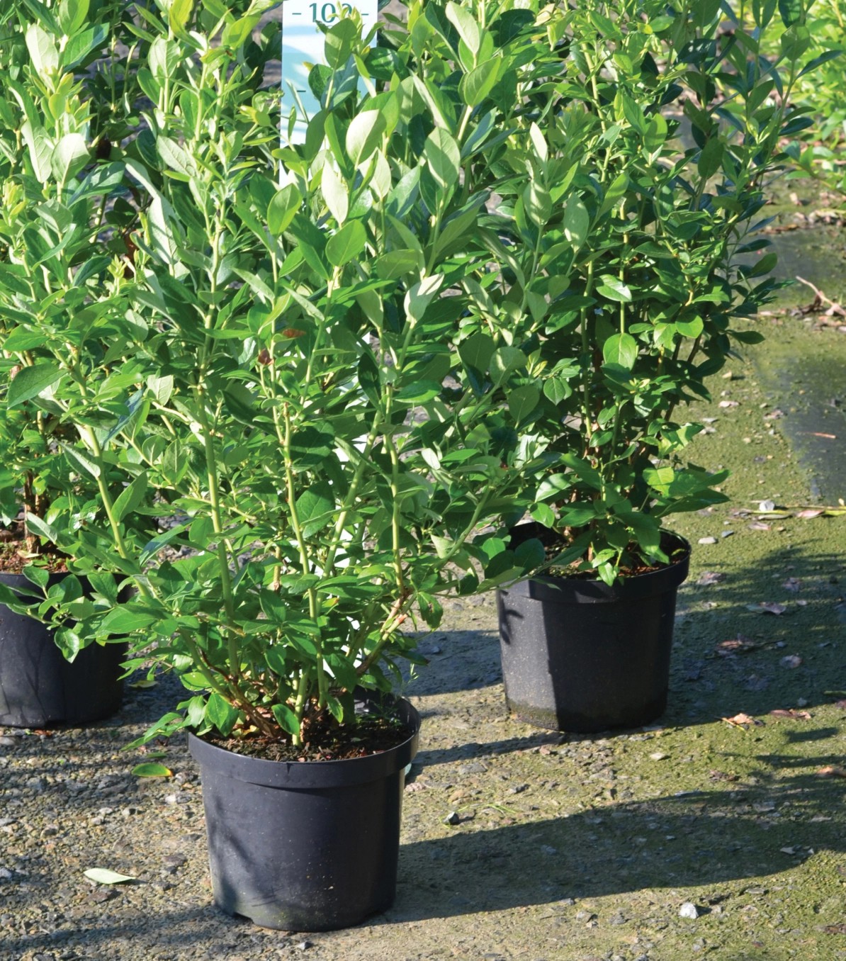 Garten-Heidelbeere verschiedene Sorten Grün 10 l Garten-Heidelbeere verschiedene Sorten Grün 10 l