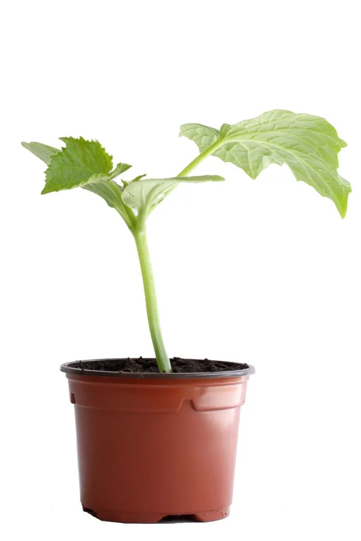 Fingergurke Bio Topf-Ø 11 cm Fingergurke Bio Topf-Ø 11 cm