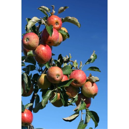 Arbres fruitiers différentes variétés pot 7,5 l / 1 pc Arbres fruitiers différentes variétés pot 7,5 l / 1 pc