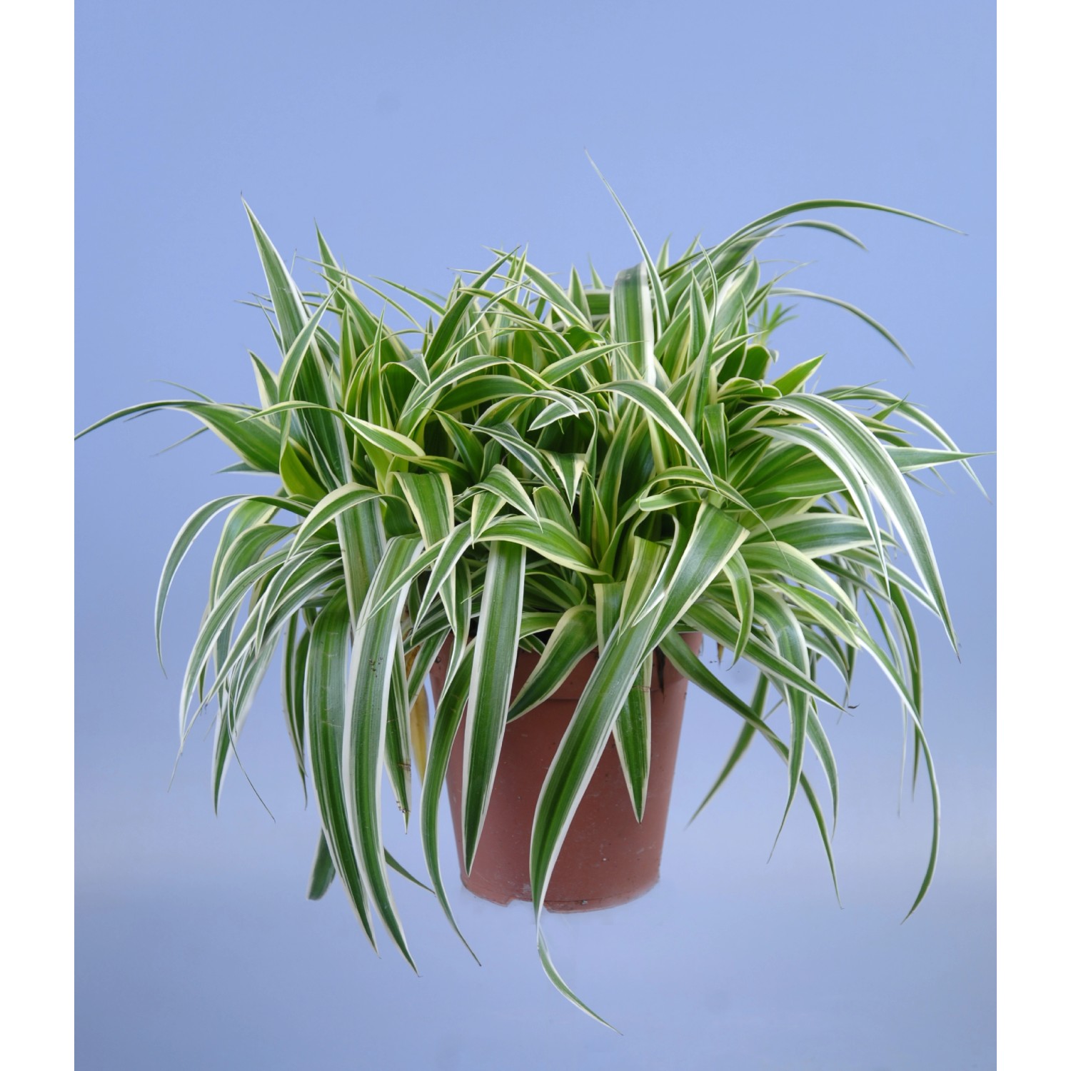 Grünlilie Ocean Chlorophytum comosum Topf Ø 15 cm kaufen bei OBI