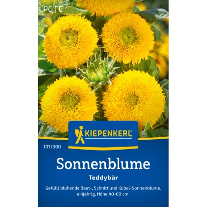Kiepenkerl Sonnenblume Teddybär Helianthus annuus Kiepenkerl Sonnenblume Teddybär Helianthus annuus