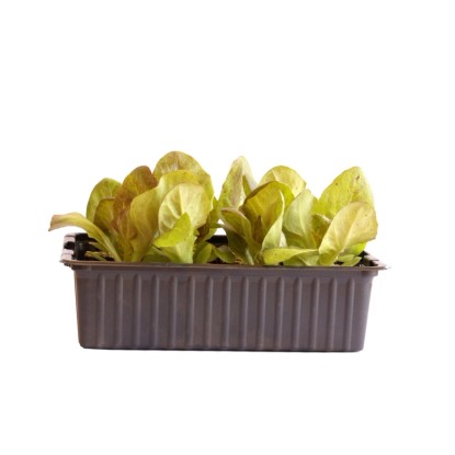 Kopfsalat Rot Bio 12er-Schale Kopfsalat Rot Bio 12er-Schale